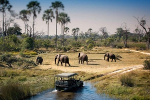 Chobe full day trip