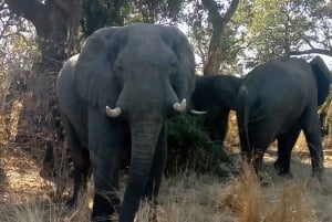 Chobe Ganztagesausflug