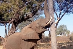 Chobe Ganztagesausflug