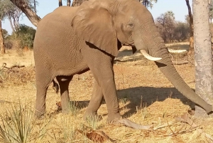 Chobe Ganztagesausflug