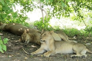 Excursión de un día completo al Parque Nacional de Chobe