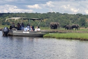 Excursión de un día completo al Parque Nacional de Chobe