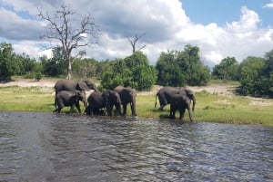 Excursión de un día completo al Parque Nacional de Chobe