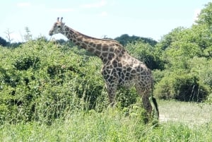 Excursión de un día completo al Parque Nacional de Chobe