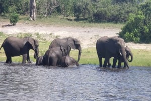 Excursión de un día completo al Parque Nacional de Chobe