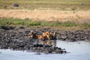 Chobe full day trip