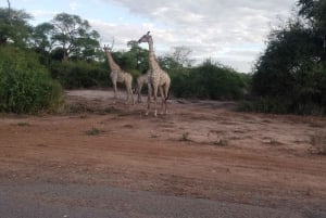 Chobe Half Day Trip from Victoria Falls