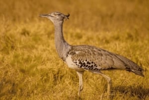 Chobe National Park 2-Day Safari with Transfers