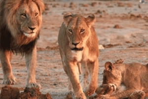 Chobe National Park 2-Day Safari with Transfers