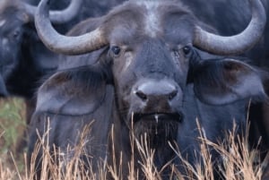 Chobe National Park 2-Day Safari with Transfers