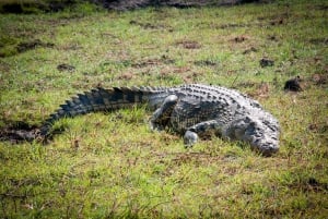 Chobe nasjonalpark 3 dager/2 netter
