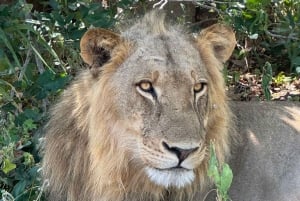 Parque Nacional de Chobe: safari de 3 horas