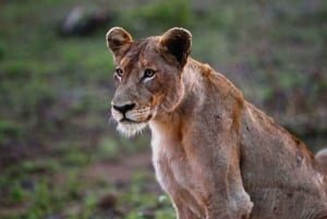 Chobe National Park: 3-Hour Game Drive