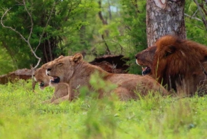 Chobe National Park: 3-Hour Game Drive