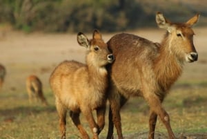 Chobe National Park: 3-Hour Game Drive