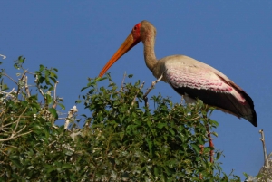 Chobe National Park: 3-Hour Game Drive