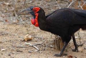 Chobe National Park: 3-Hour Game Drive