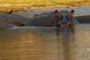 Chobe National Park: 3-Hour Game Drive