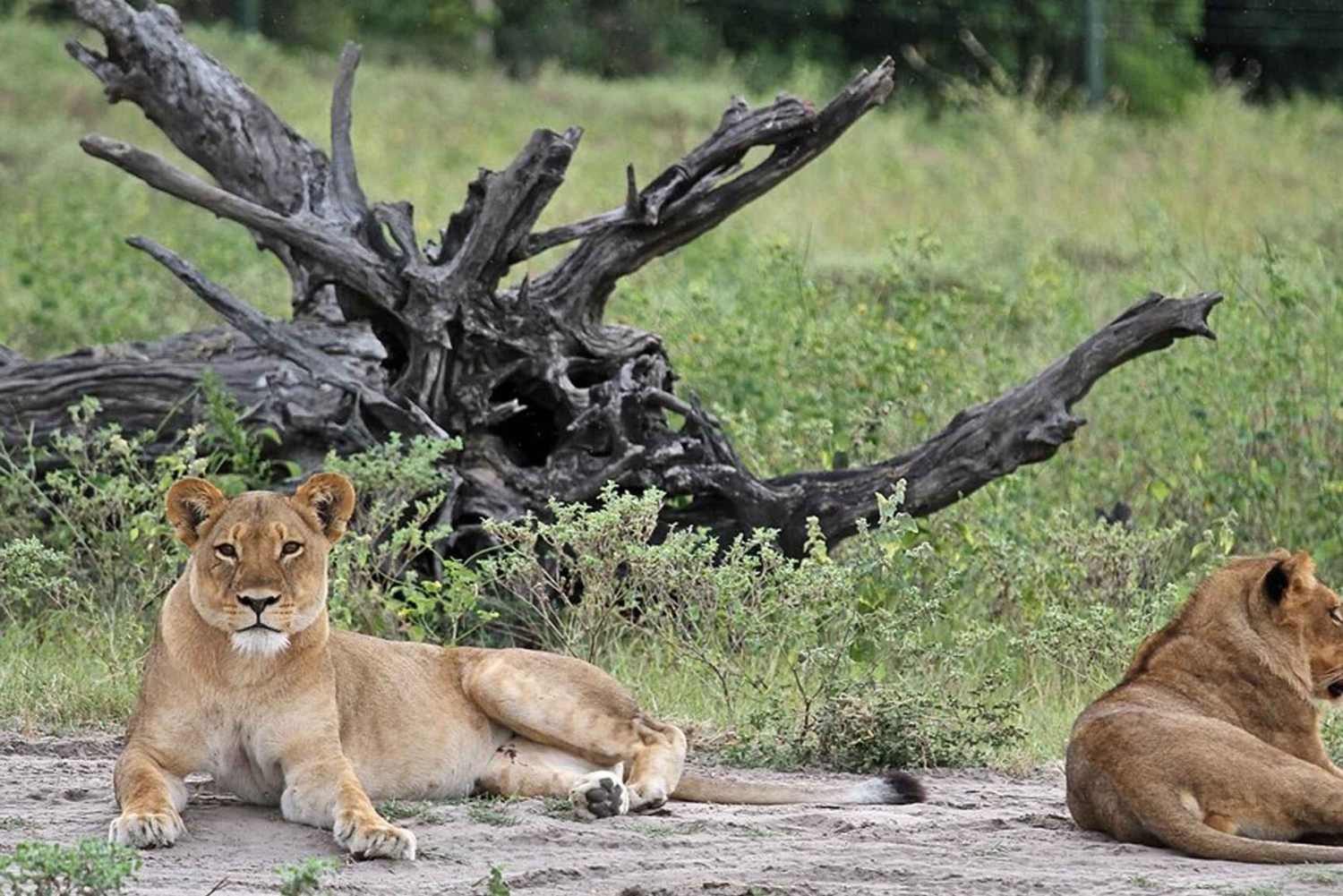 Chobe National Park Day Safari from Victoria Falls