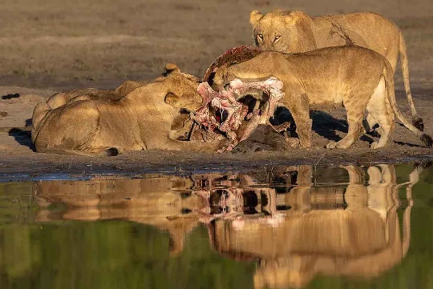 Chobe National Park Day Safari from Victoria Falls