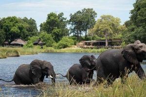 Chobe National Park Day Safari from Victoria Falls