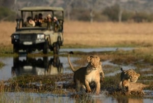 Chobe National Park Day Safari from Victoria Falls