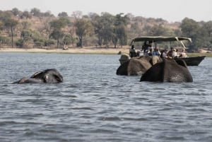 Chobe National Park Day Trip