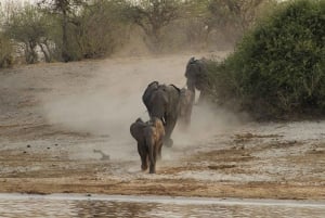 Chobe National Park Day Trip