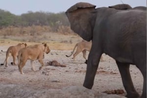 Chobe National Park Day Trip