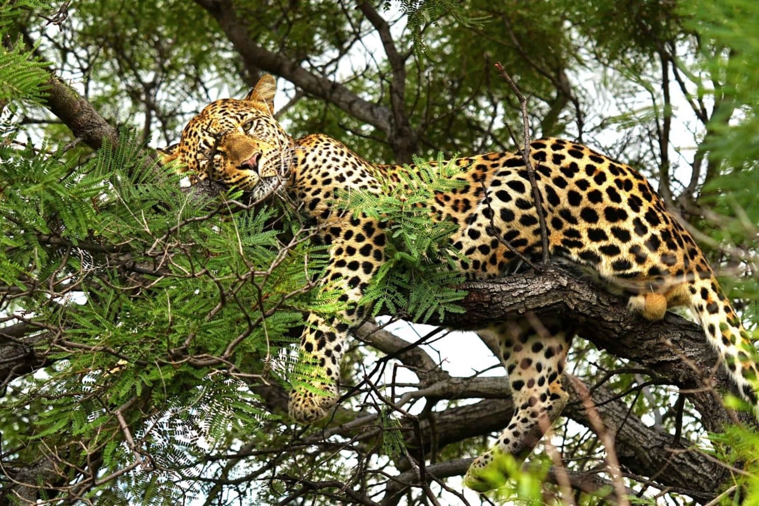 Chobe National Park Express Land Safari + Pickup