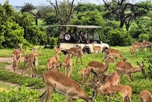Chobe National Park Express Land Safari + Pickup