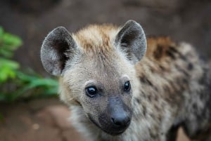 Chobe National Park Express Land Safari + Pickup