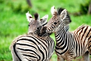 Chobe National Park Express Land Safari + Pickup