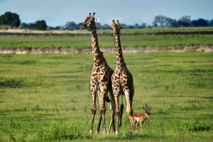 Chobe National Park Express Land Safari + Pickup