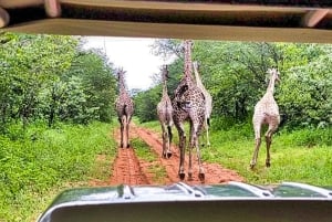 Chobe National Park Express Land Safari + Pickup
