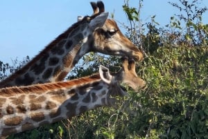 Chobe National Park Express Land Safari + Pickup