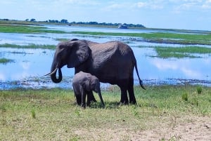 Experiencia de un día completo en el Parque Nacional de Chobe con servicio de recogida en el aeropuerto