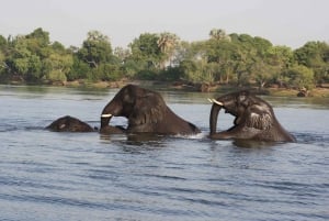 Experiencia de un día completo en el Parque Nacional de Chobe con servicio de recogida en el aeropuerto