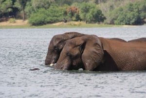 Experiencia de un día completo en el Parque Nacional de Chobe con servicio de recogida en el aeropuerto