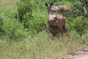 Experiencia de un día completo en el Parque Nacional de Chobe con servicio de recogida en el aeropuerto