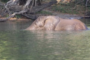 Experiencia de un día completo en el Parque Nacional de Chobe con servicio de recogida en el aeropuerto