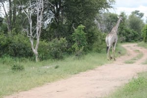 Experiencia de un día completo en el Parque Nacional de Chobe con servicio de recogida en el aeropuerto