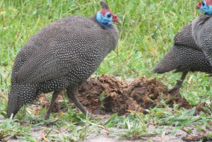 Chobe National Park Full Day & Overnight Safari