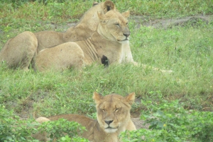 Chobe National Park Full Day & Overnight Safari