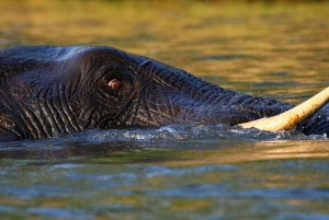 Chobe National Park: Game Drive, Lunch, and Cruise Day Trip