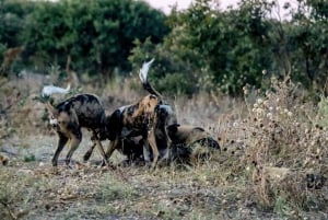 Chobe National Park Game Drive Tour