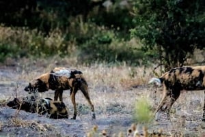 Chobe National Park Game Drive Tour