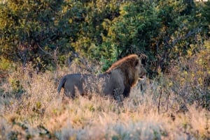 Chobe National Park Game Drive Tour