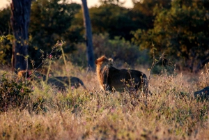 Chobe National Park Game Drive Tour