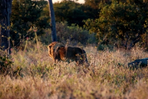 Chobe National Park Game Drive Tour